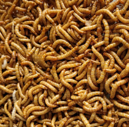 Jins Growth Mealworm Tub 100g