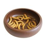 Komodo Mealworm Dish