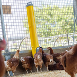 Bainbridge Chook Tower Extension Tube Only