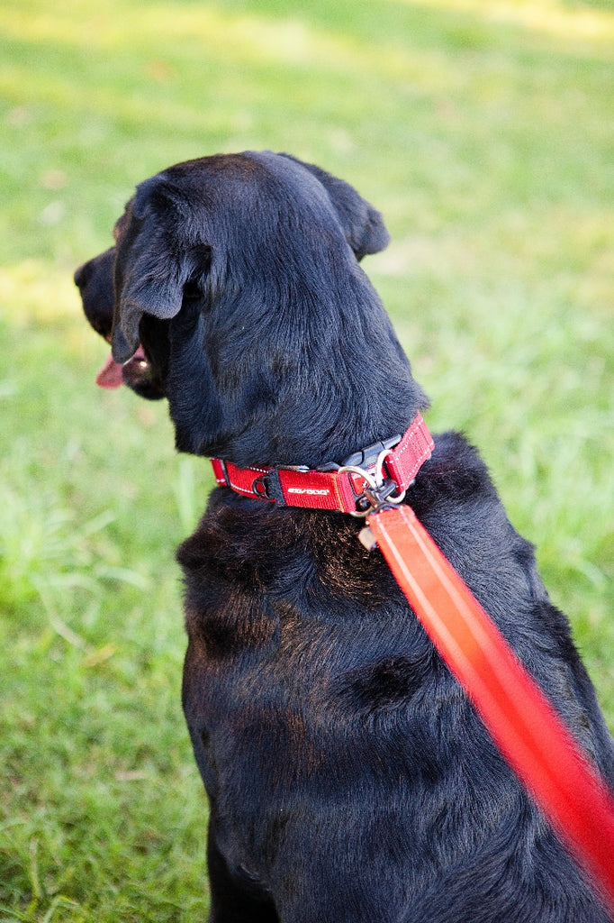 Ezydog store martingale collar